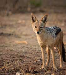 custom automotive 3D models-3D printable vehicle accessories_jackal