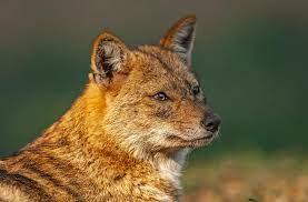 custom automotive 3D models-3D printable vehicle accessories_jackal