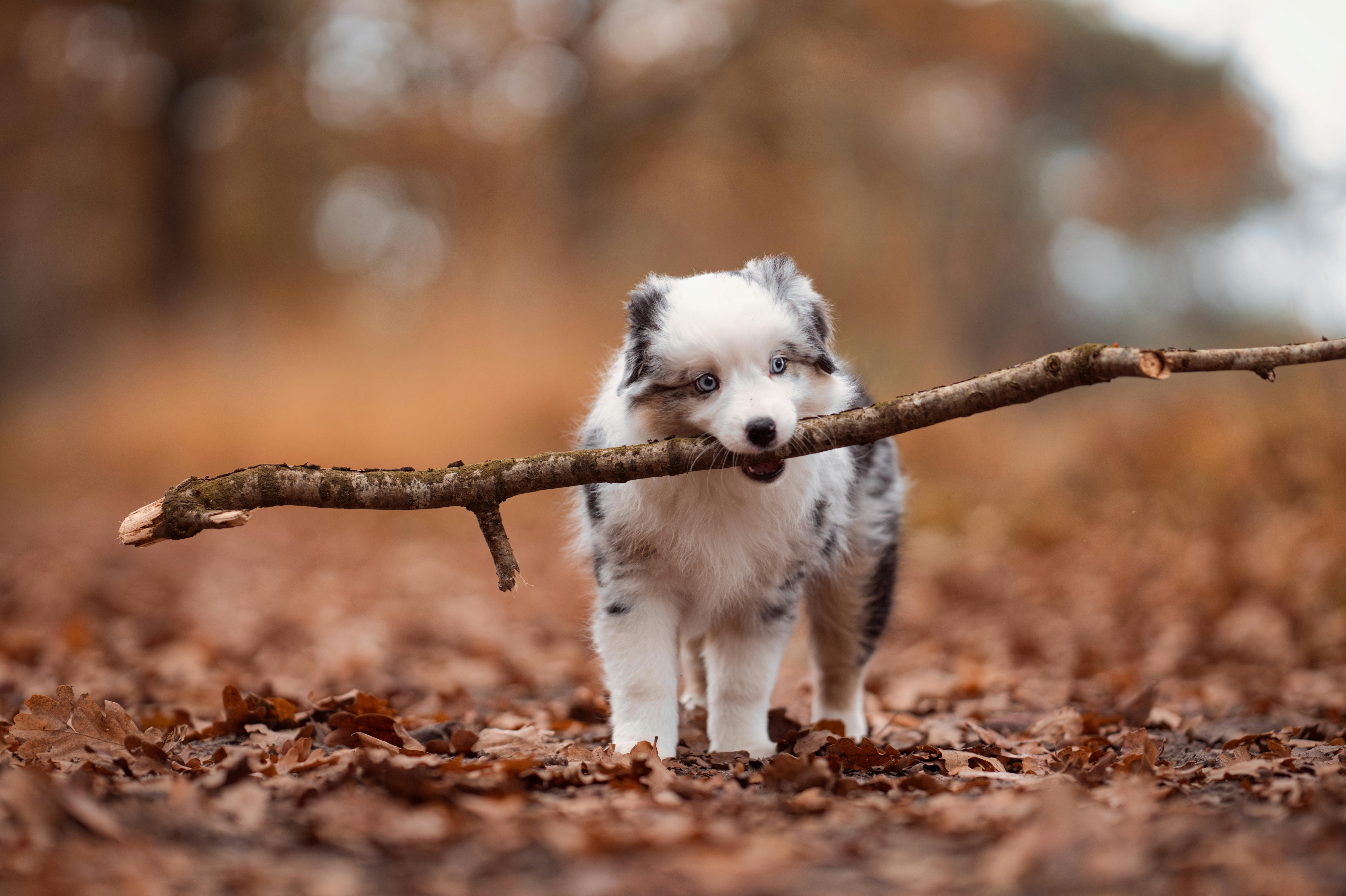 artistic statue STL-digital art figurines_High-Detail Dog Statue 3D Model