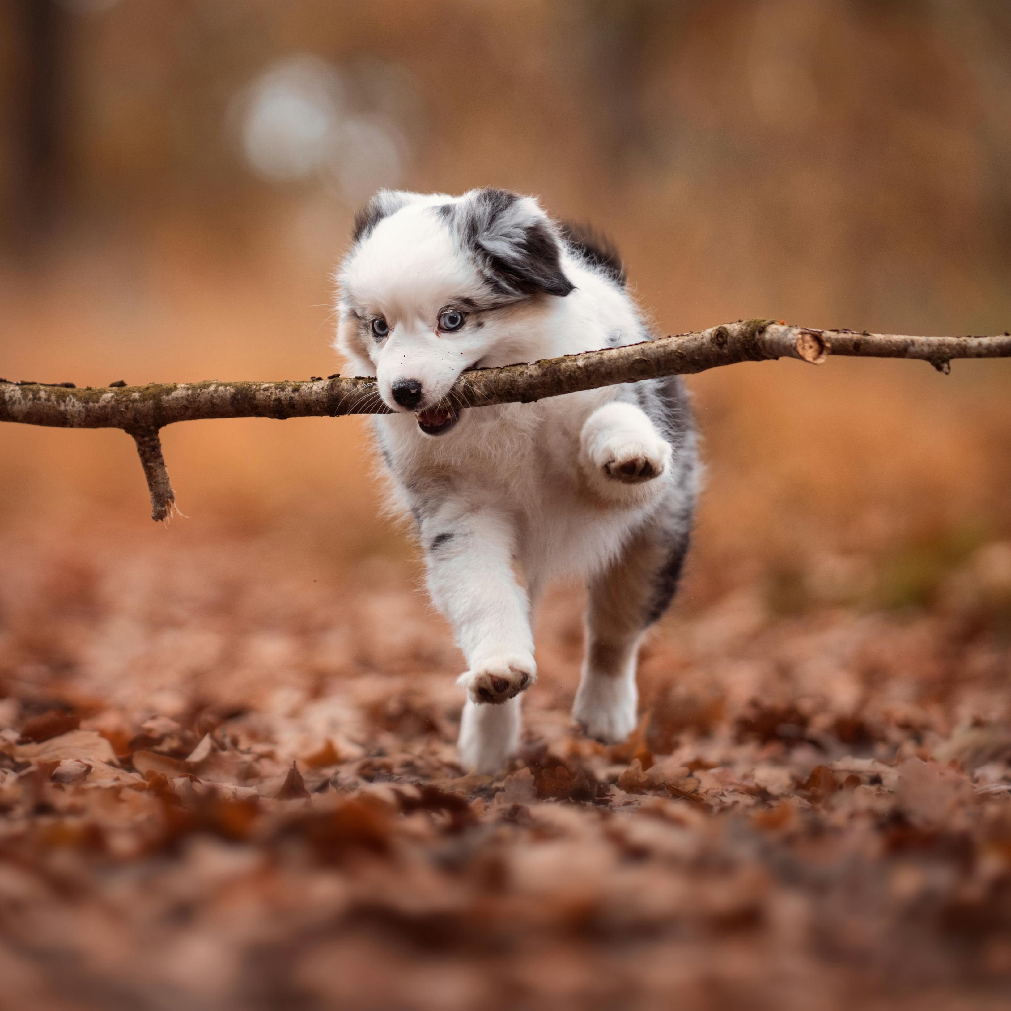 artistic statue STL-digital art figurines_High-Detail Dog Statue 3D Model