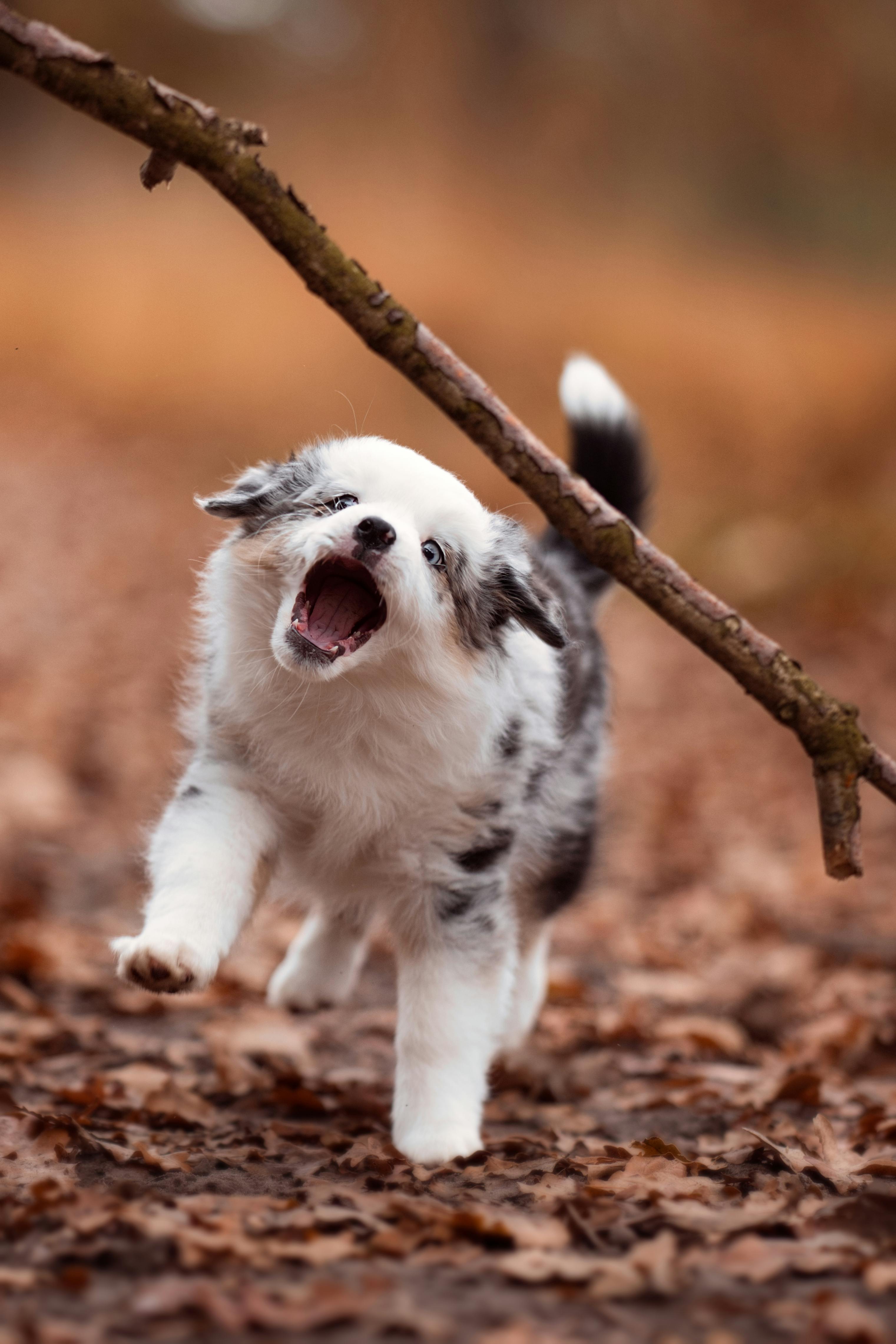 artistic statue STL-digital art figurines_High-Detail Dog Statue 3D Model