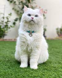 armor STL files-3D printable cosplay gear_cat