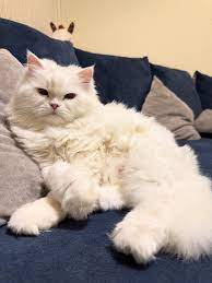 armor STL files-3D printable cosplay gear_cat