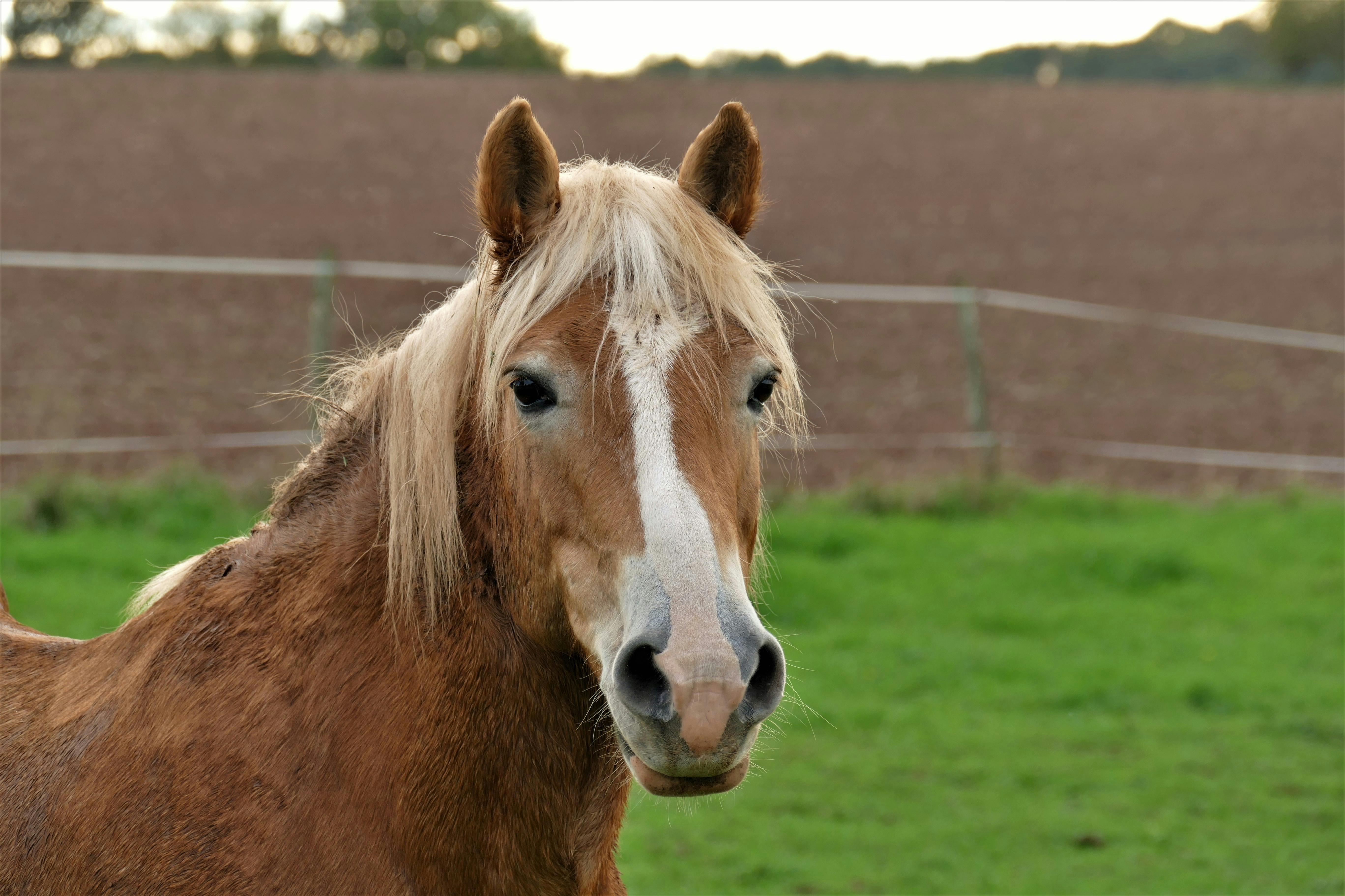 artistic statue STL-digital art figurines_High-Detail Horse Statue 3D Model