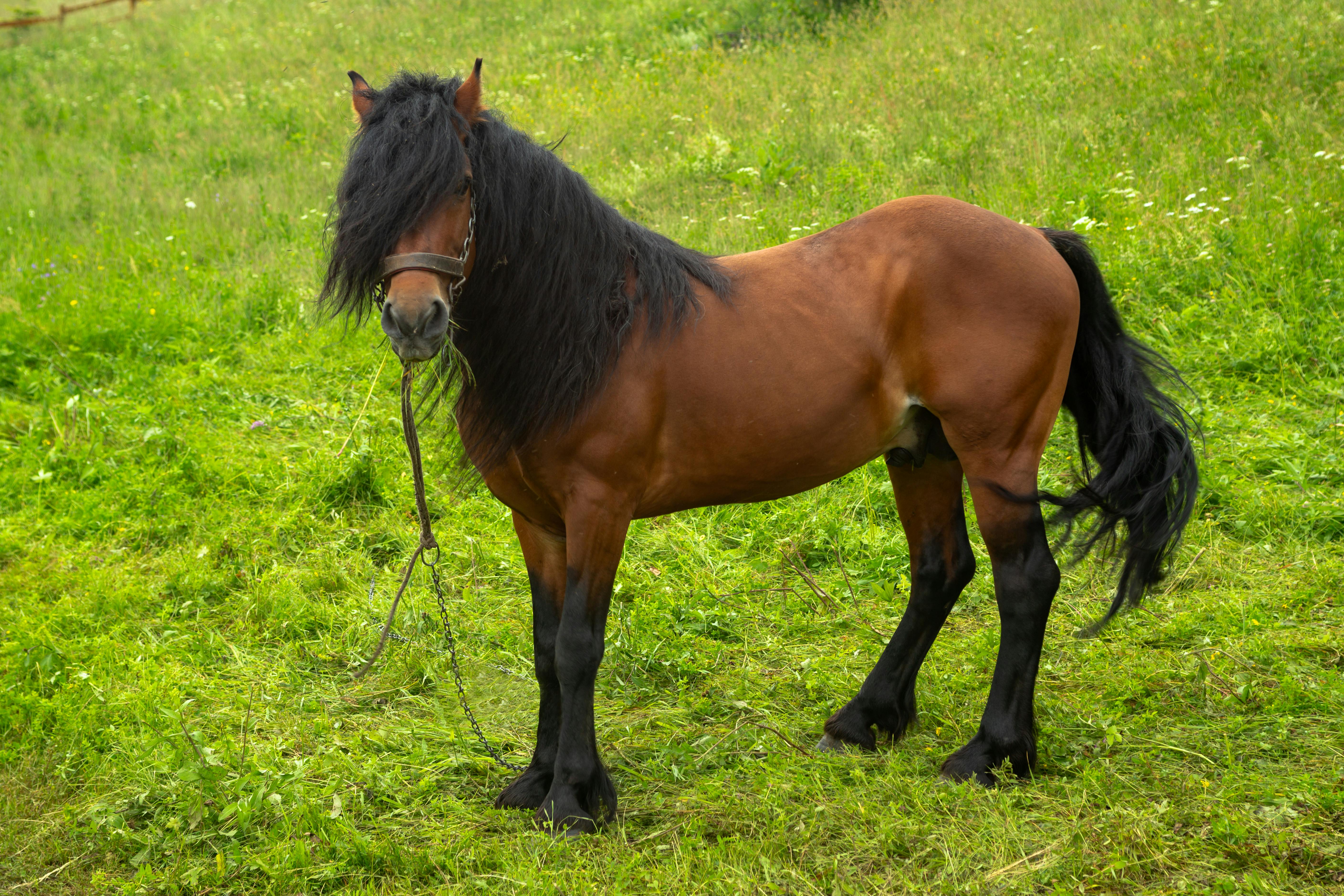 artistic statue STL-digital art figurines_High-Detail Horse Statue 3D Model