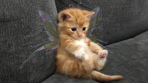 tabletop game accessories-custom dice STL_Cat