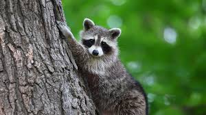 brain teaser 3D models-mechanical puzzle STL_Fvg 